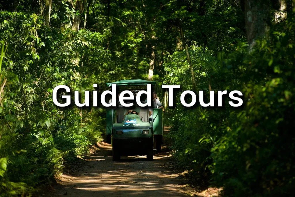 Guided Tours
